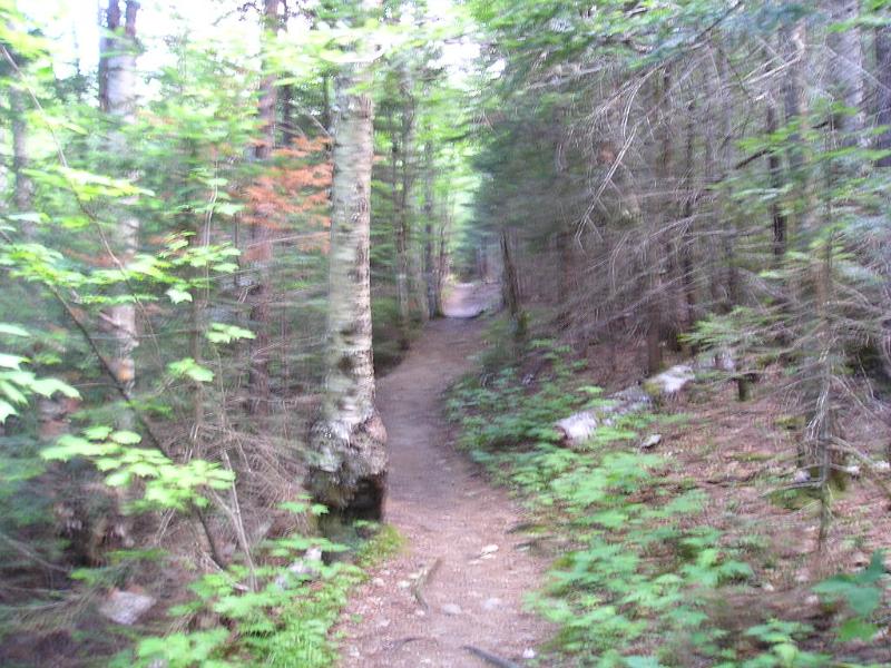 CdearBrook (2).JPG - For the most part, the Hancock Notch trail is a pretty easy walk in the woods.
